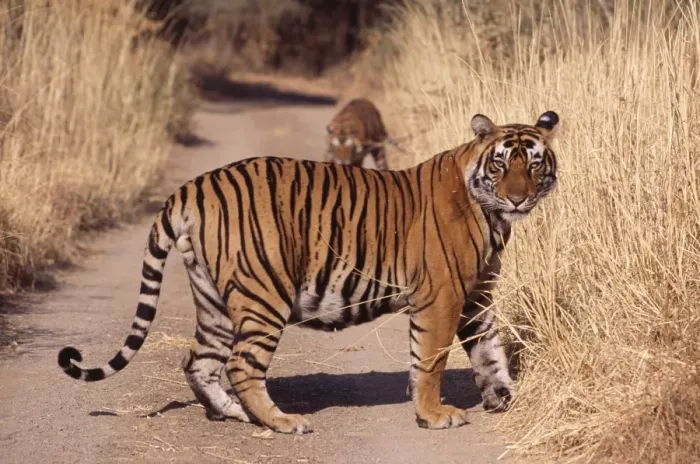 Framed Print : Bengal / Indian Tiger - large male Ranthambhore National Park, India Framed Print : Bengal / Indian Tiger - large male Ranthambhore National Park, India