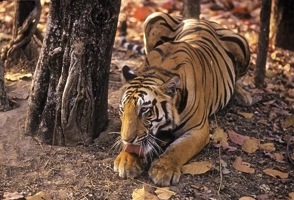 Bengal  /  Indian Tiger - licking paw. Bandhavgarh National Park - India