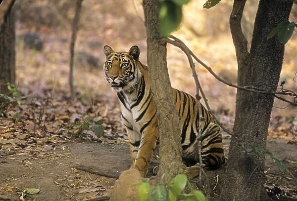 Bengal  /  Indian Tiger - on look out for kill. Bandhavgarh National Park - India