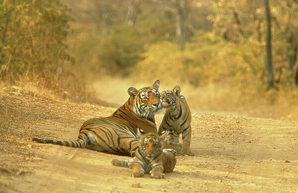 Bengal  /  Indian TIGER - lying on dirt track with cubs