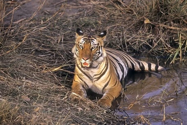 Bengal  /  Indian Tiger - lying in jungle pond. Bandhavgarh National Park - India