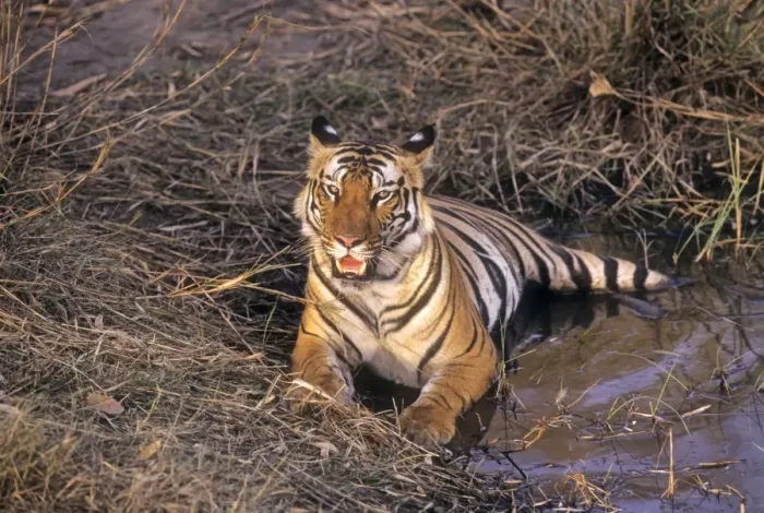 Framed Print : Bengal / Indian Tiger - lying in jungle pond. Bandhavgarh National Park - India Framed Print : Bengal / Indian Tiger - lying in jungle pond. Bandhavgarh National Park - India