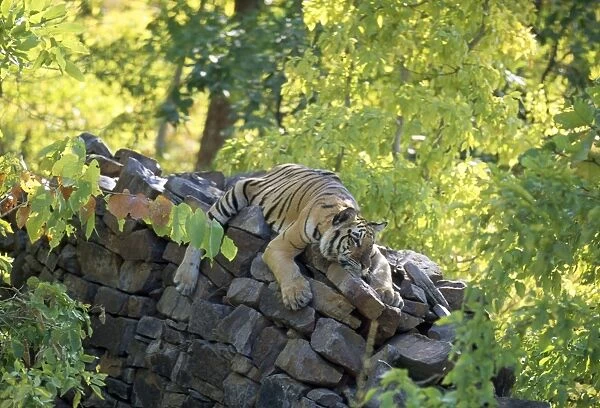 Bengal  /  Indian Tiger - male cub on wall - Panna Tiger Reserve - National Park - India