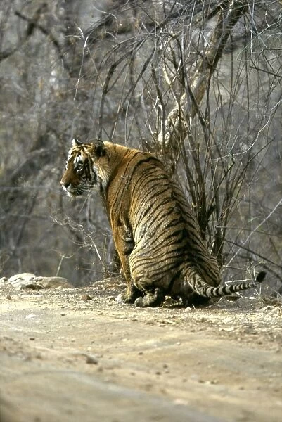 Bengal  /  Indian Tiger - male defecating - Scats help define their territorries & they leave them in prominent positions - Ranthambhore National Park - India