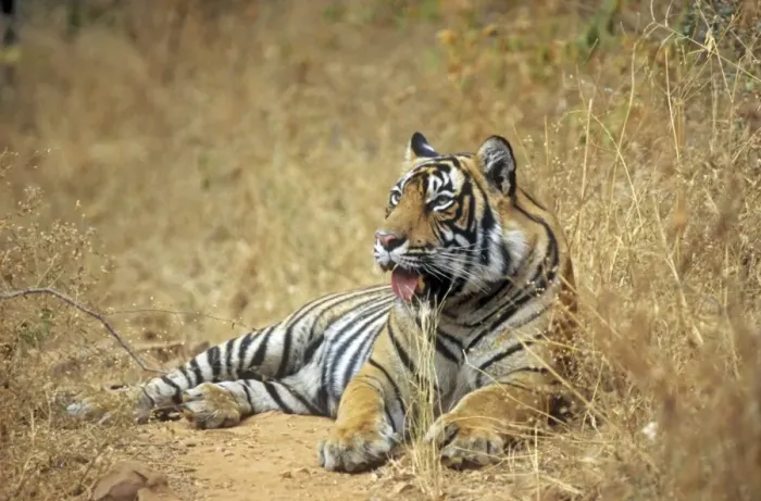 Framed Print : Bengal / Indian Tiger - male. Ranthambhor National Park - India Framed Print : Bengal / Indian Tiger - male. Ranthambhor National Park - India