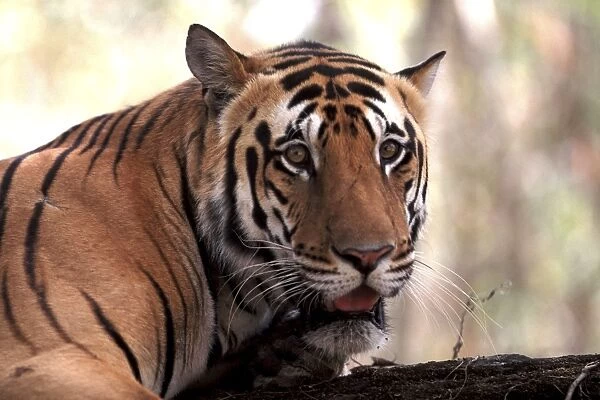 Bengal  /  Indian Tiger - male - Ranthambhore National Park - India