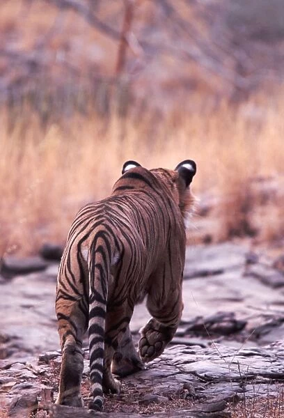 Bengal  /  Indian Tiger - male stalking prey - Ranthambhore National Park - India