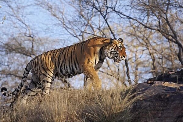 Bengal  /  Indian Tiger - male walking around it's territory. Ranthambhor National Park - India