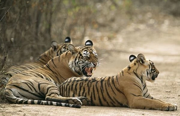 Bengal  /  Indian Tiger Mother showing aggresion to cubs, Ranthambhore National Park, India