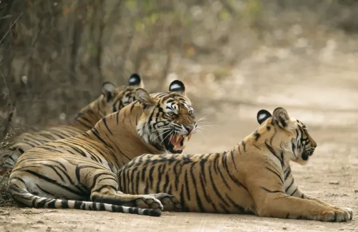 Framed Print : Bengal / Indian Tiger Mother showing aggresion to cubs, Ranthambhore National Park, India Framed Print : Bengal / Indian Tiger Mother showing aggresion to cubs, Ranthambhore National Park, India