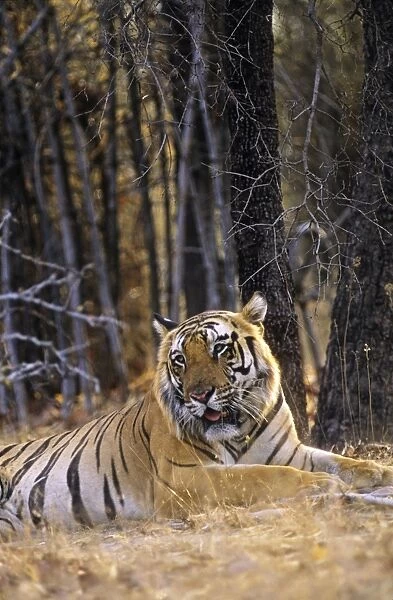 Bengal  /  Indian Tiger named B1 - biggest male Tiger of his time. Bandhavgarh National Park - India