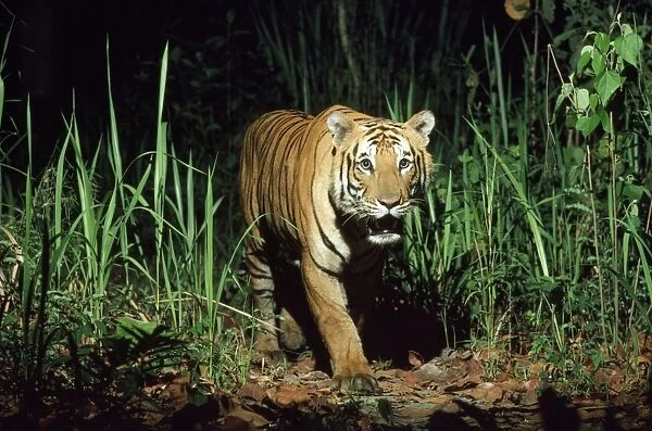 Bengal  /  Indian Tiger - Nepal
