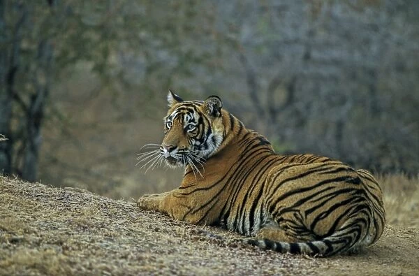 Bengal  /  Indian Tiger Ranthambhor National Park, India