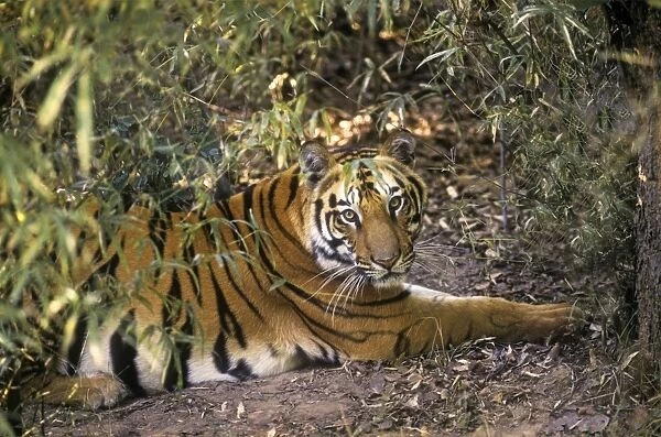 Bengal  /  Indian Tiger - resting in bamboo forest. Bandhavgarh National Park