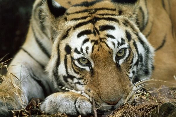 Bengal  /  Indian TIger - resting head on paw India