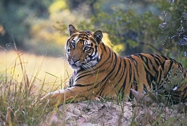 Bengal  /  Indian Tiger - resting on mound. Bandhavgarh National Park - India