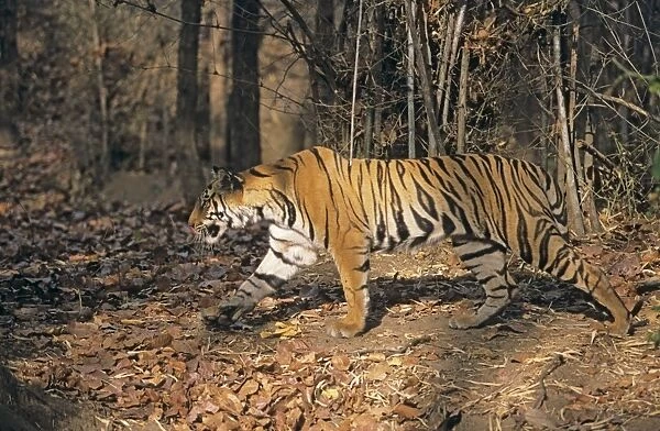 Bengal  /  Indian Tiger - on the move in Sal & Bamboo forest Bandhavgarh National Park, India