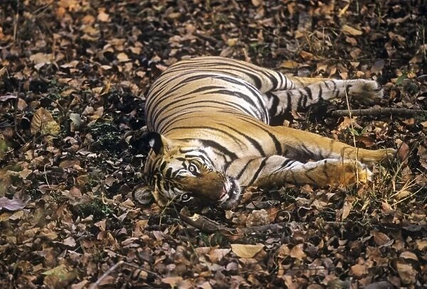 Bengal  /  Indian Tiger - 'sleep-watching' - resting with eyes open. Bandhavgarh National Park - India