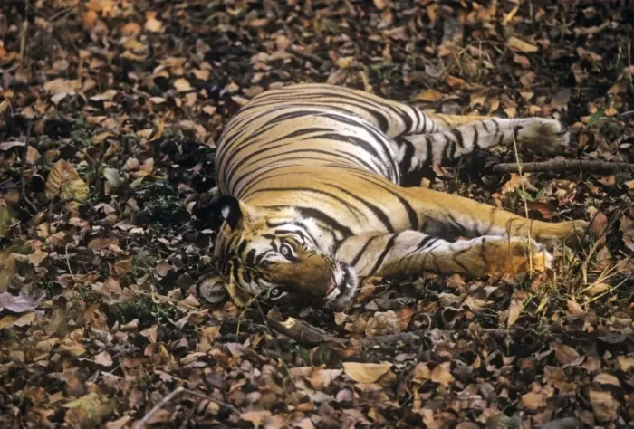 Framed Print : Bengal / Indian Tiger - sleep-watching - resting with eyes open. Bandhavgarh National Park - India Framed Print : Bengal / Indian Tiger - sleep-watching - resting with eyes open. Bandhavgarh National Park - India