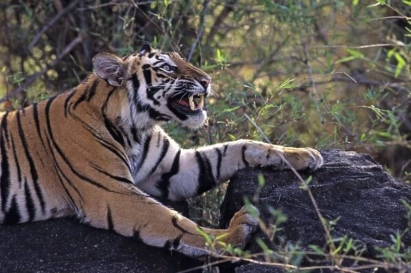 Bengal  /  Indian Tiger - snarling. Bandhavgarh National Park - India