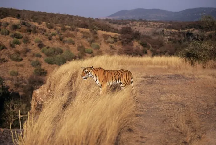 Framed Print : Bengal / Indian Tiger Standing in grass, Ranthambhore National Park, India Framed Print : Bengal / Indian Tiger Standing in grass, Ranthambhore National Park, India