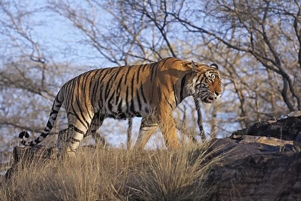 Bengal  /  Indian Tiger - walking along hilltop Ranthambhor National Park, India