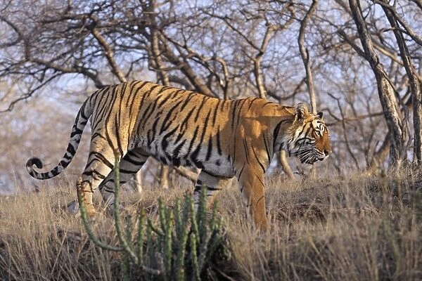 Bengal  /  Indian Tiger - walking along hilltop. Ranthambhor National Park - India