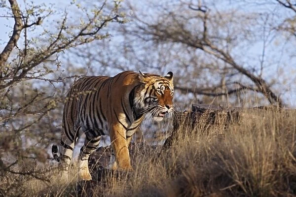 Bengal  /  Indian Tiger - walking around it's territory. Ranthambhor National Park - India
