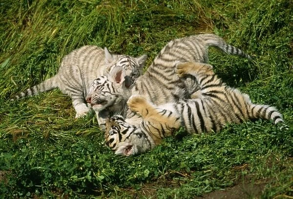 Bengal  /  Indian Tiger - x3 cubs playfighting