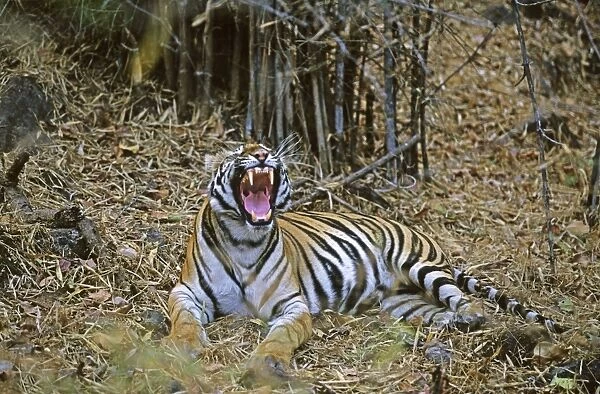 Bengal  /  Indian Tiger - yawning in the Bamboo forest. Bandhavgarh National Park - India