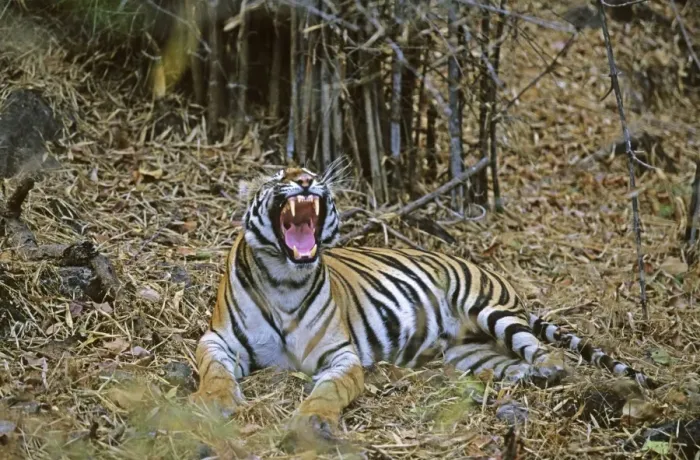 Framed Print : Bengal / Indian Tiger - yawning in the Bamboo forest. Bandhavgarh National Park - India Framed Print : Bengal / Indian Tiger - yawning in the Bamboo forest. Bandhavgarh National Park - India