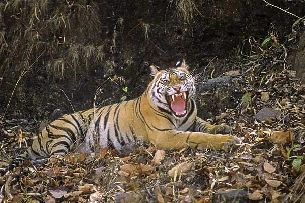 Bengal  /  Indian Tiger yawning outside it's cave home Bandhavgarh National Park, India