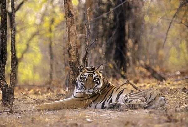 Bengal  /  Indian Tiger - young. Bandhavgarh National Park - India