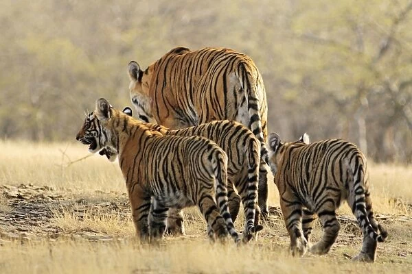 Bengal  /  Indian Tigeress with cubs - moving to a safer place after fight with another Tiger. Ranthambhor National Park, India