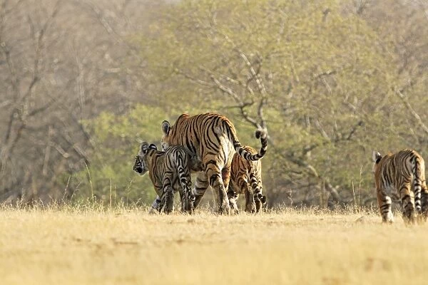 Bengal  /  Indian Tigeress with cubs - moving to a safer place after fight with another Tiger. Ranthambhor National Park