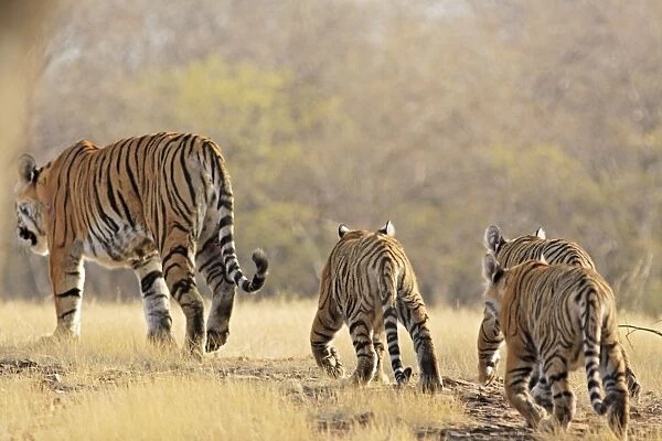 Bengal  /  Indian Tigeress with cubs - moving to a safer place after fight with another Tiger. Ranthambhor National Park