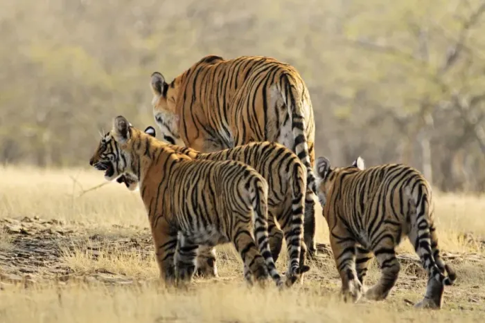 Framed Print : Bengal / Indian Tigeress with cubs - moving to a safer place after fight with another Tiger. Ranthambhor National Park, India Framed Print : Bengal / Indian Tigeress with cubs - moving to a safer place after fight with another Tiger. Ranthambhor National Park, India