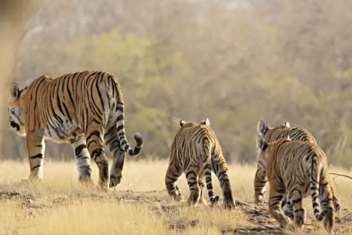 Framed Print : Bengal / Indian Tigeress with cubs - moving to a safer place after fight with another Tiger. Ranthambhor National Park Framed Print : Bengal / Indian Tigeress with cubs - moving to a safer place after fight with another Tiger. Ranthambhor National Park