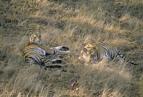 Bengal  /  Indian Tigers - young on a lazy morning, Bandhavgarh National Park, India
