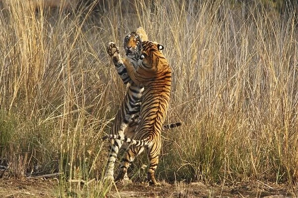 Bengal  /  Indian Tigers - two young play fighting
