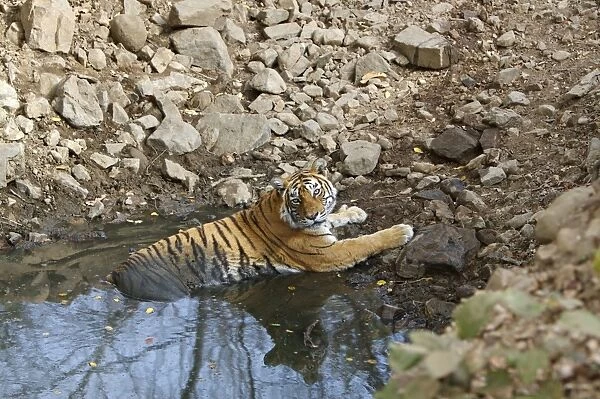 Bengal  /  IndianTiger - Tigress lying in a pool cooling off