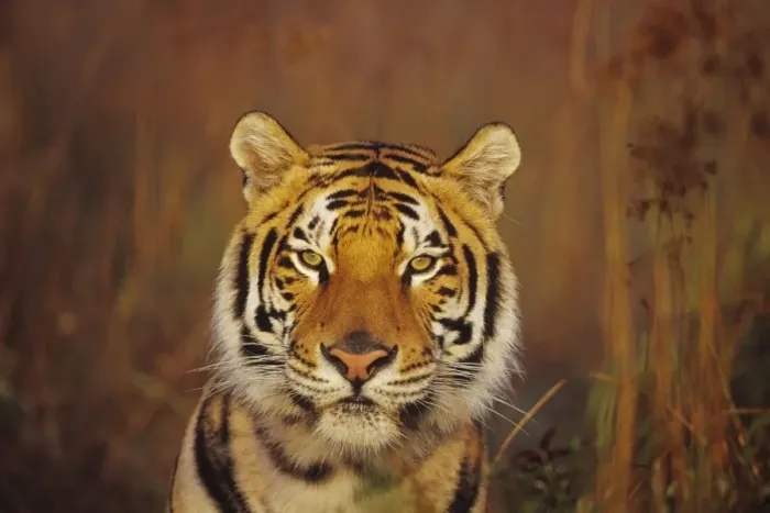 Framed Print : Bengal Tiger 4MR1301 Framed Print : Bengal Tiger 4MR1301