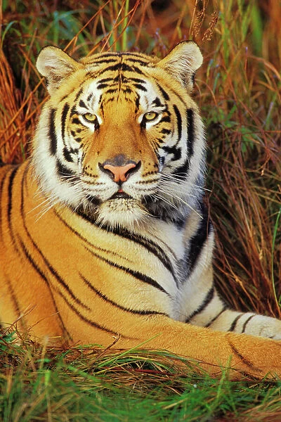 Bengal Tiger (a note)