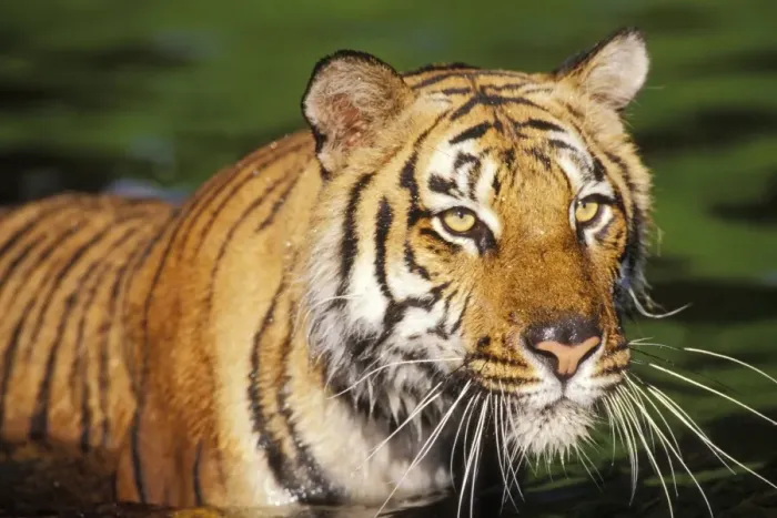 Framed Print : Bengal Tiger 4MR484 Framed Print : Bengal Tiger 4MR484
