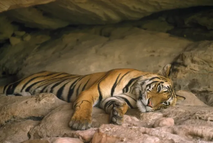 Framed Print : Bengal Tiger - in cave house - Bandhavgarh National Park - Madhya Pradesh - India