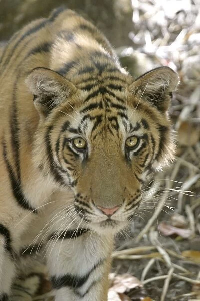 Bengal Tiger - close-up of face. Bandhavgarh NP, India