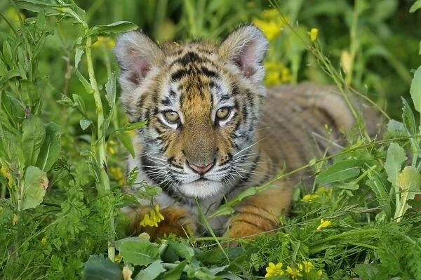 Bengal Tiger - cub, Endangered Species C3B2028