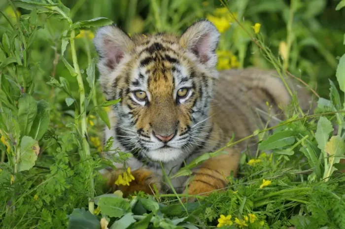 Framed Print : Bengal Tiger - cub, Endangered Species C3B2028
