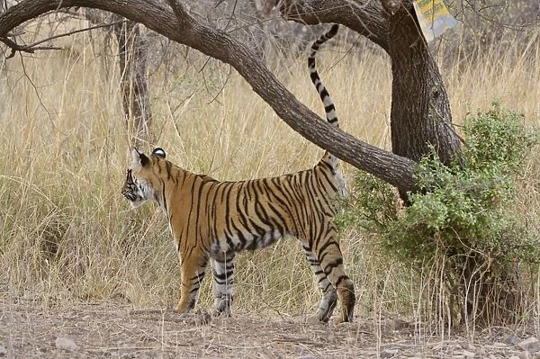 Bengal tiger - Cub scent-marking tree - Ranthambhore