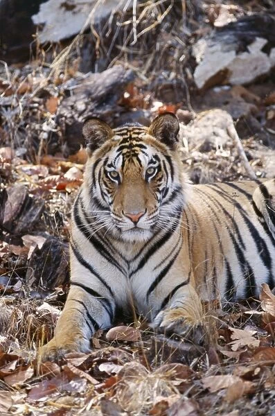 Bengal Tiger - on dry sal leaves Bandhavgarh National Park India